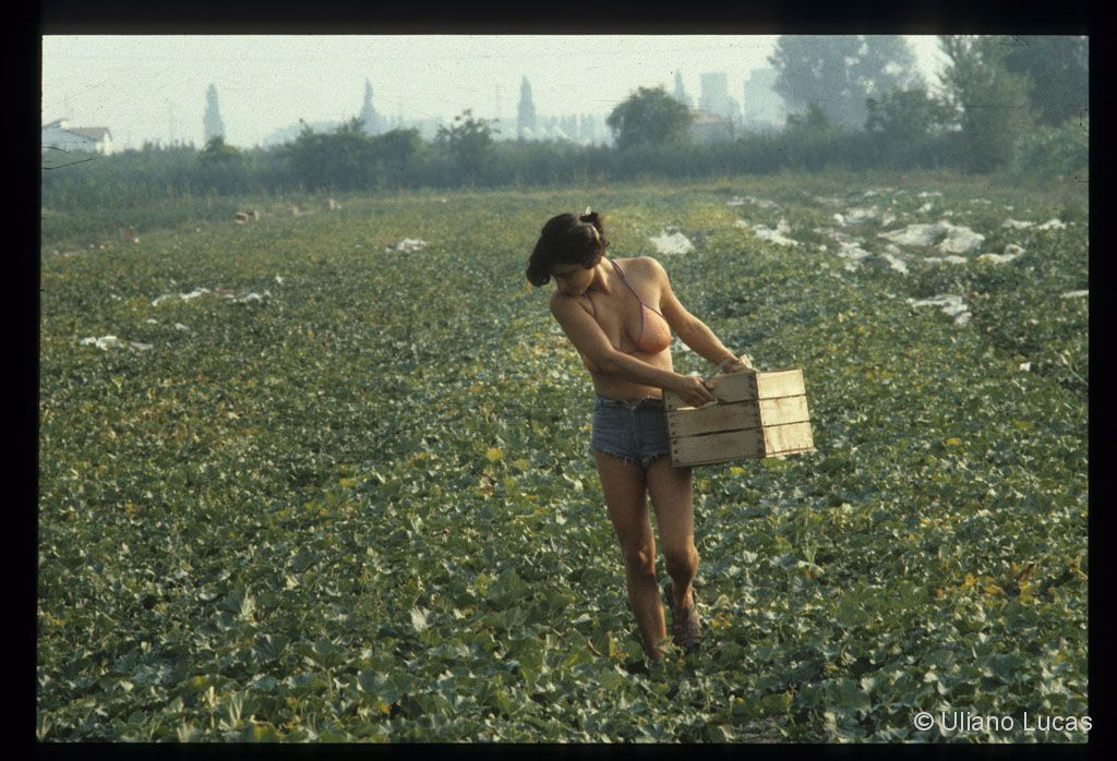 Melons harvest in the countryside of Ferrara, 1984