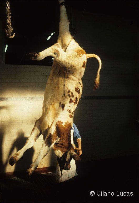 Slaughterhouse "Friulcarne", Basiliano (Udine), 1987