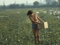 Melons harvest in the countryside of Ferrara, 1984