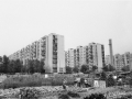 Orti a Quarto Oggiaro, Milano, 1975 c.
