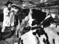 Artificial insemination of cows, Magretta (Modena), 2002