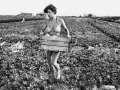 Gathering melons in the countryside of Ferrara, 1984