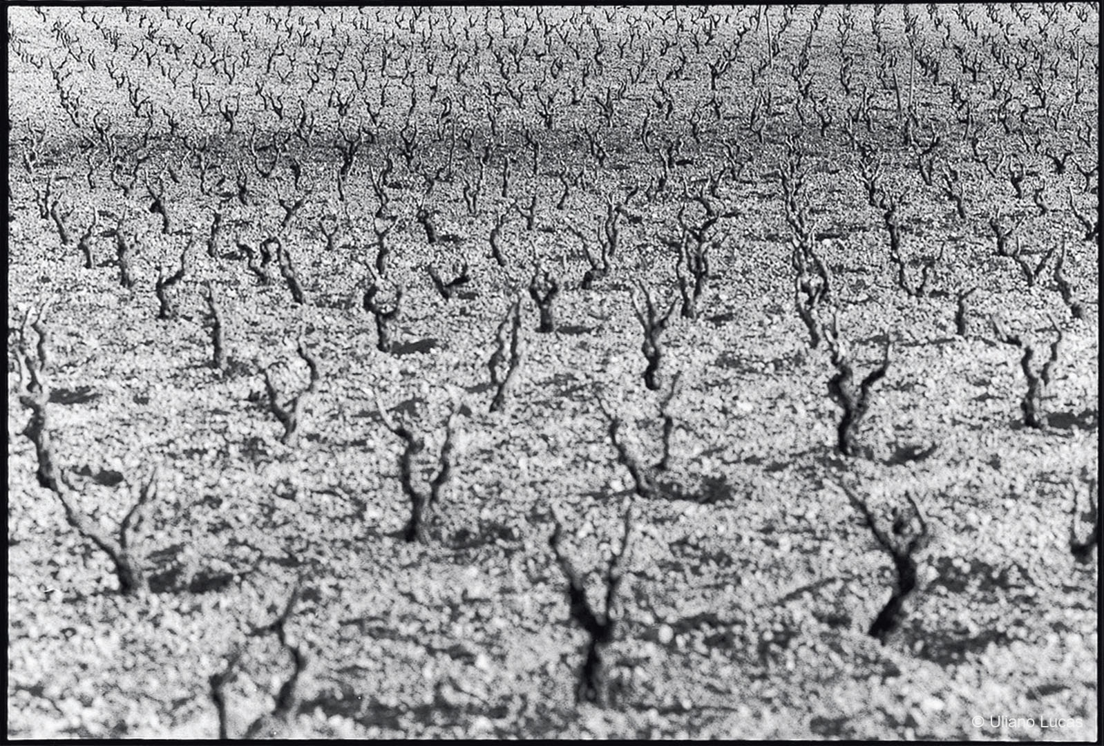 Le coltivazioni di Primitivo nella campagna di Manduria, aprile 2002
