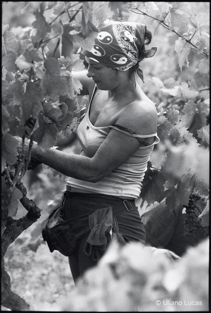 Vendemmia del Primitivo di Manduria, settembre 2001