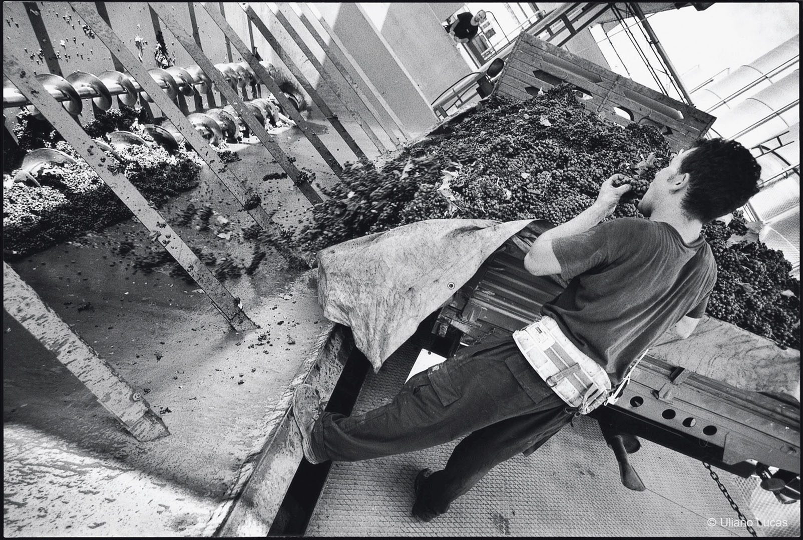 Vendemmia del Primitivo, Manduria (Taranto), settembre 2001