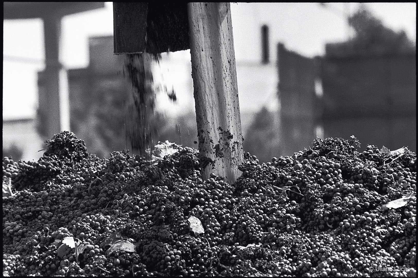 Vendemmia del Primitivo, Manduria (Taranto), settembre 2001